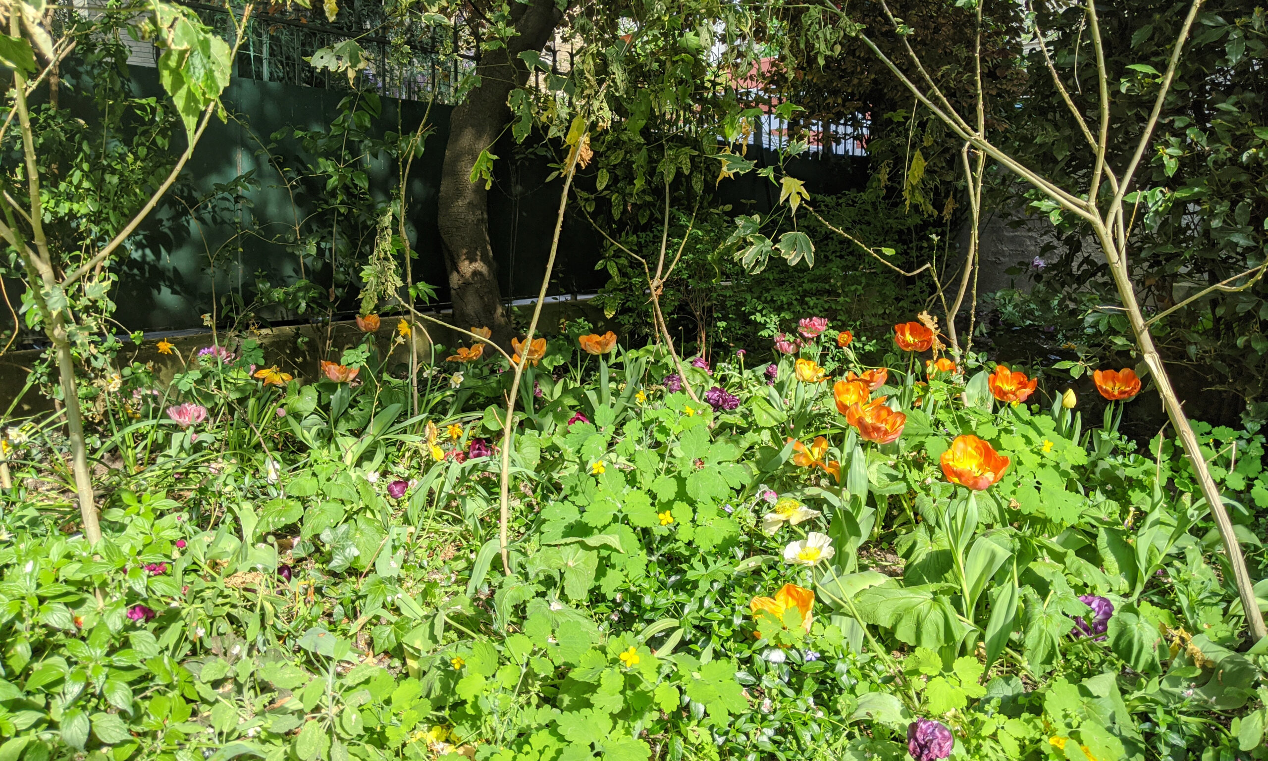 Image of yard with tulips