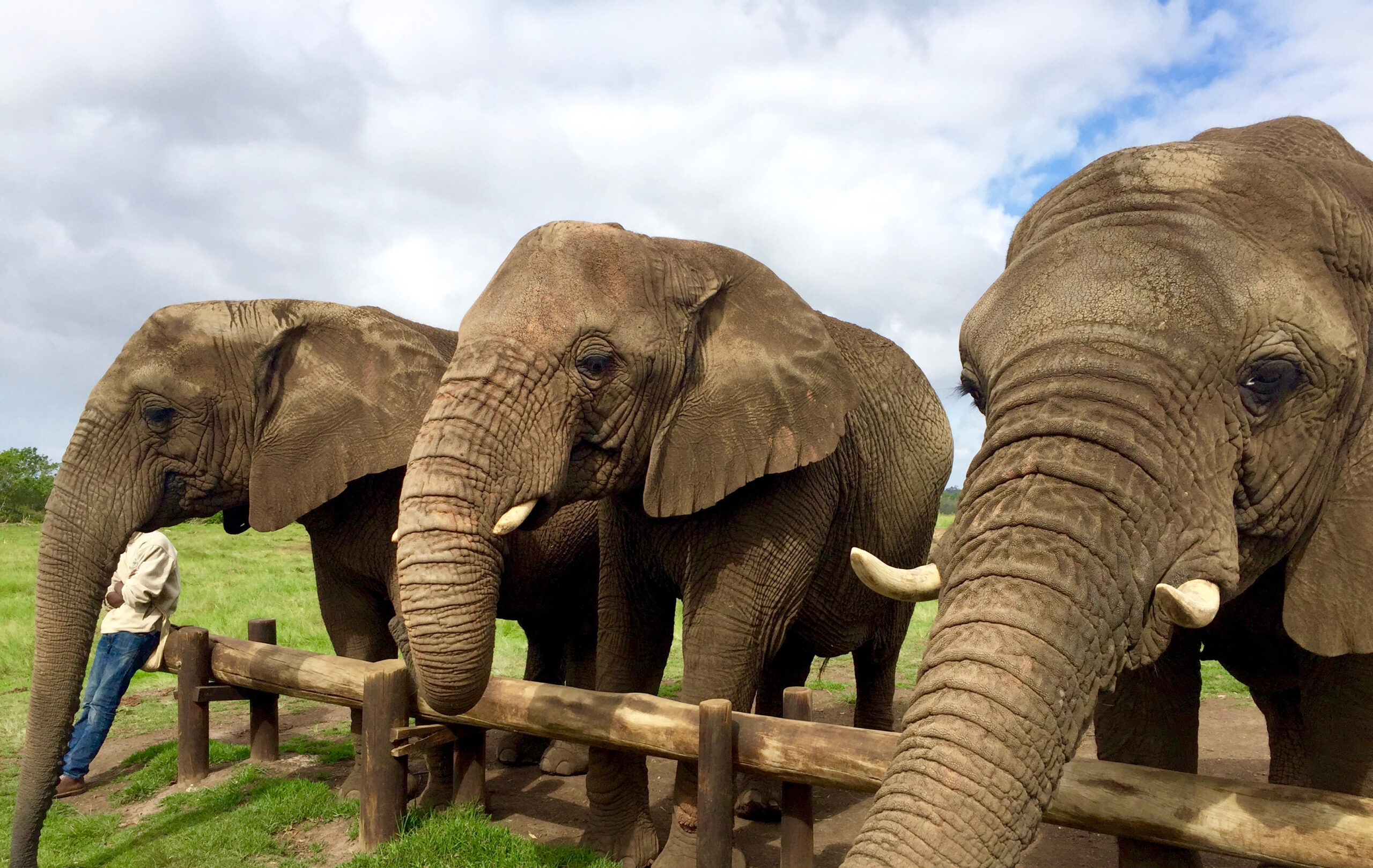 Elephants in Capetown, South Africa