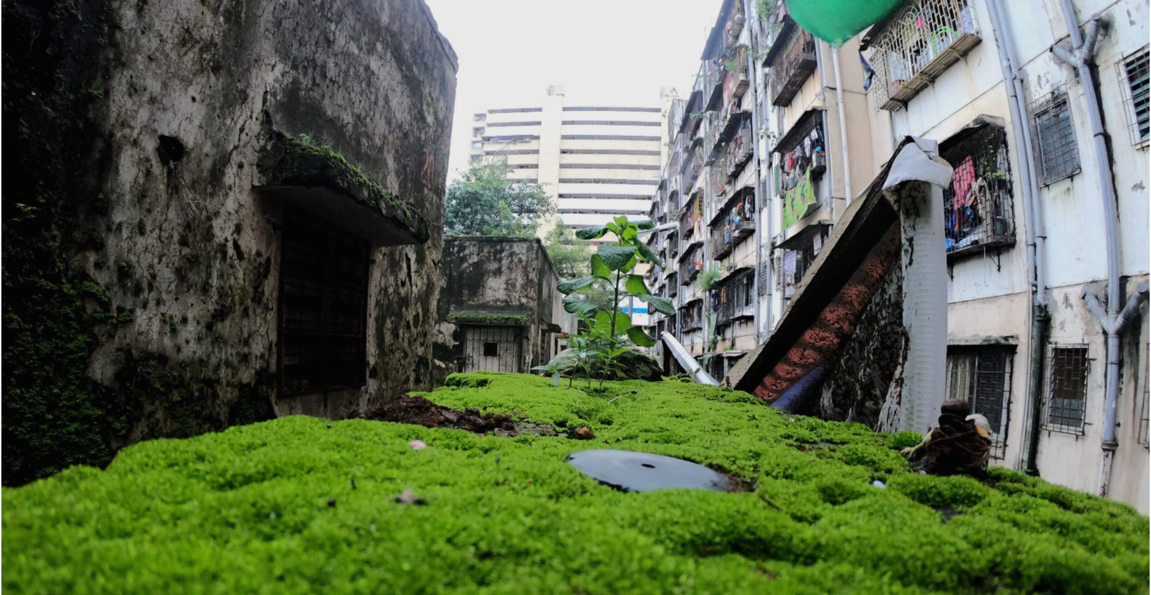 A sea of lush green grass in between two buildings, a photo taken for the Monsoon in Lallubhai project. 
