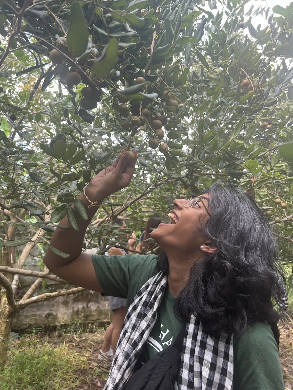 Picking longan fruit from a garden in the Mekong Delta