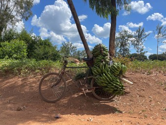 Bananas on bicycle