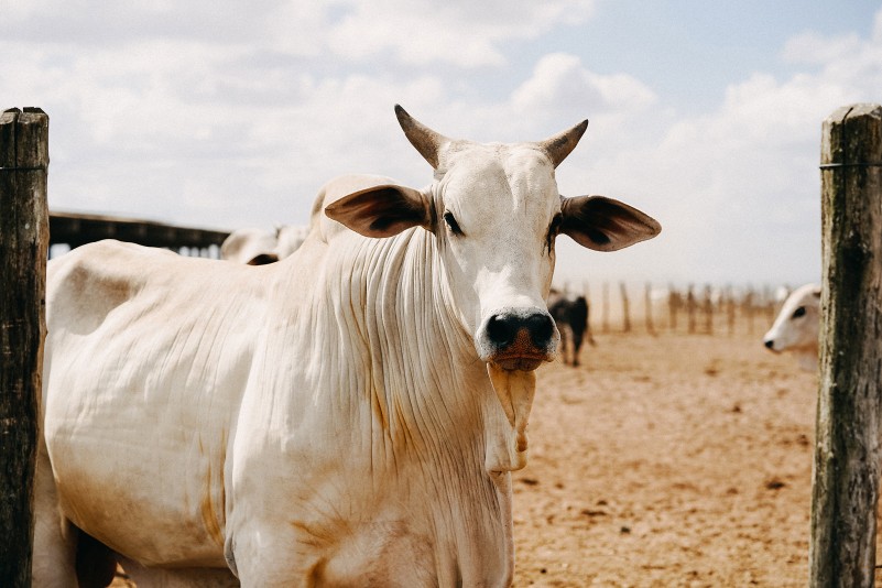 Cow standing in a dry field under the hot sun