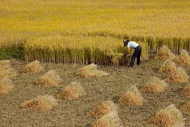 A person harvesting wheat in a field