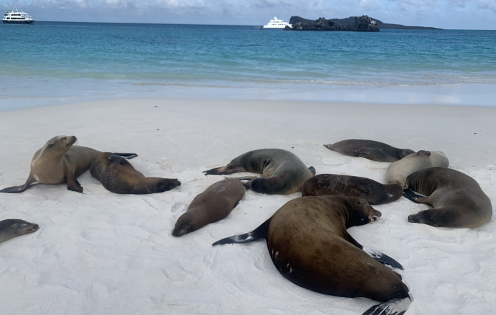 Seals in the Galapagos 
