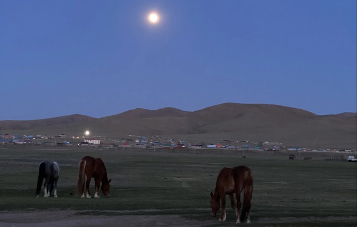 Horses standing on a plain in Mongolia