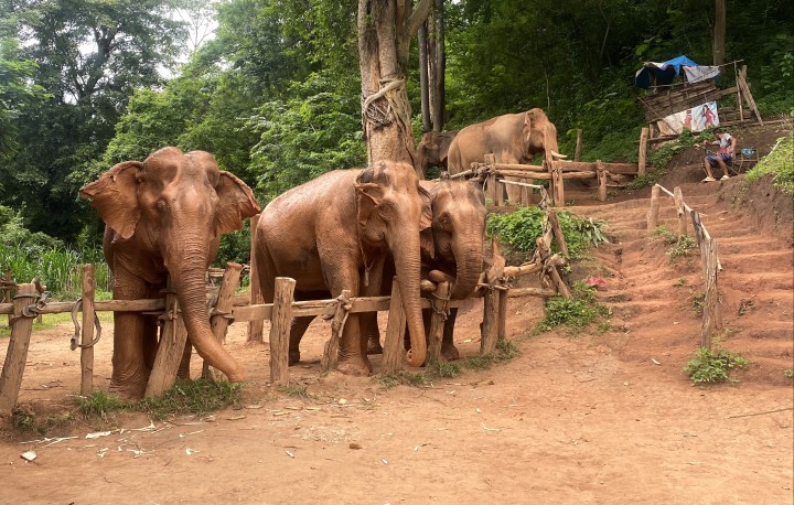 Elephants, Chiang Mai (no cruel tactics used)